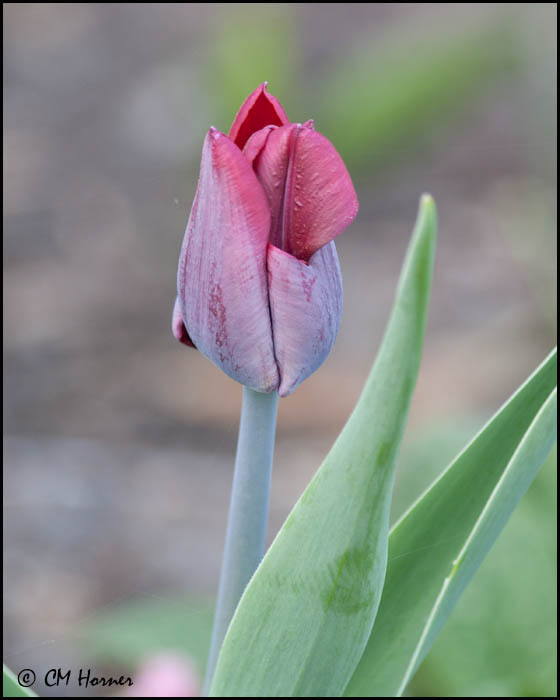 6897 Tulip.jpg