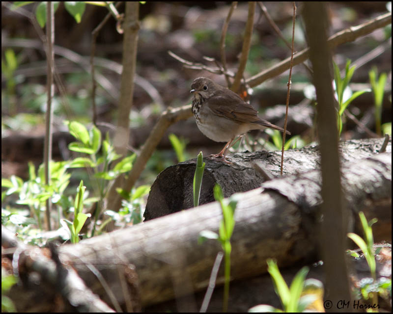 6973 Hermit Thrush.jpg
