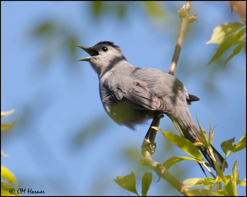 7161 Gray Catbird.jpg