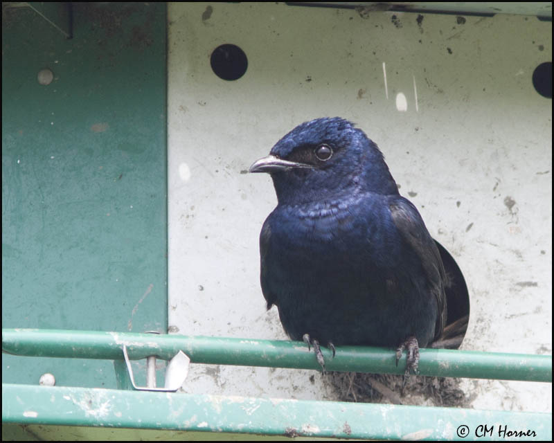 7430 Purple Martin.jpg