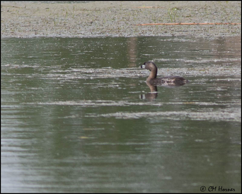 7465 Pied-billed Grebe.jpg
