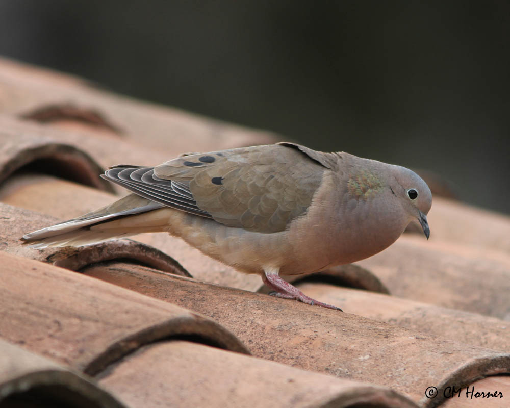 4279 Eared Dove.jpg