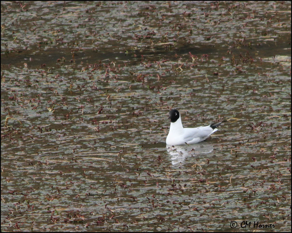 4537 Andean Gull.jpg