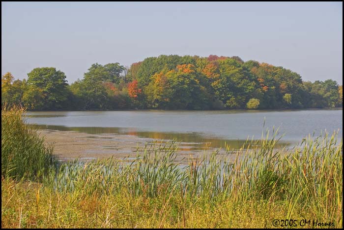 9483 Corner Marsh.jpg