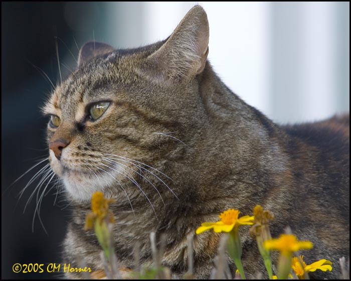 9370 Carol the cat.jpg