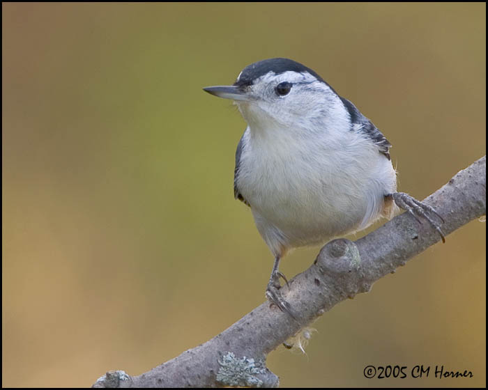 9649 White-breasted Nuthatch.jpg