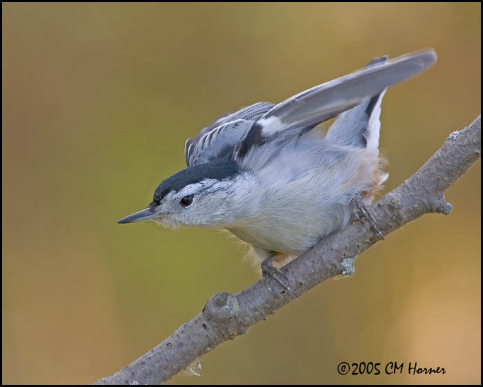 9652 White-breasted Nuthatch.jpg