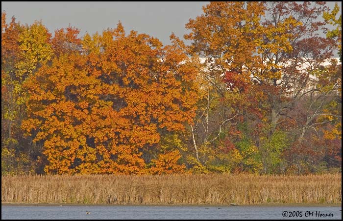 9757 Corner Marsh.jpg