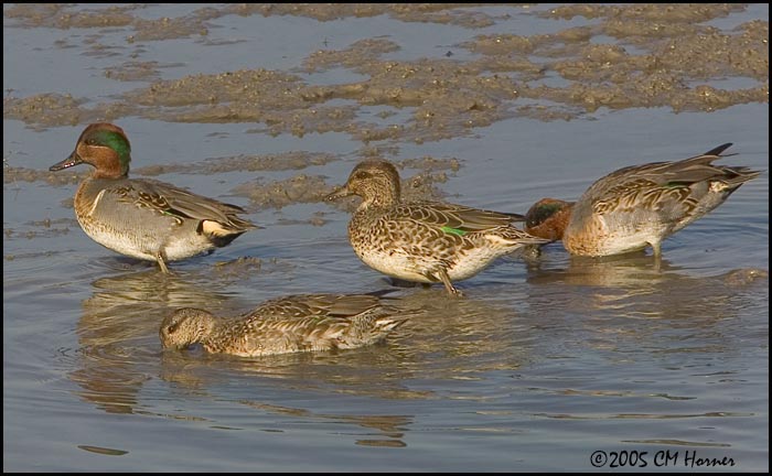 9775 Green-winged Teal two pair.jpg