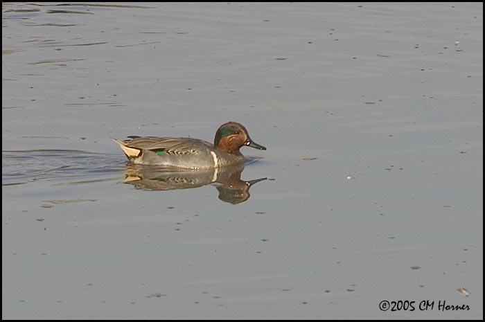 9808 Green-winged Teal.jpg