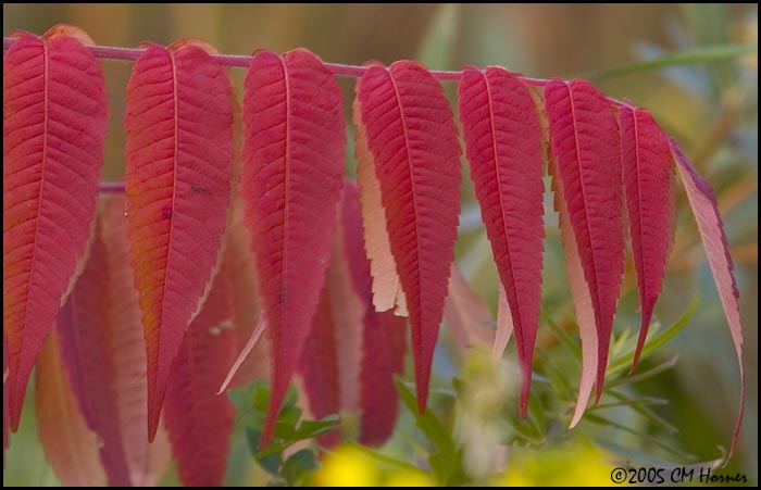 9825 Sumac.jpg
