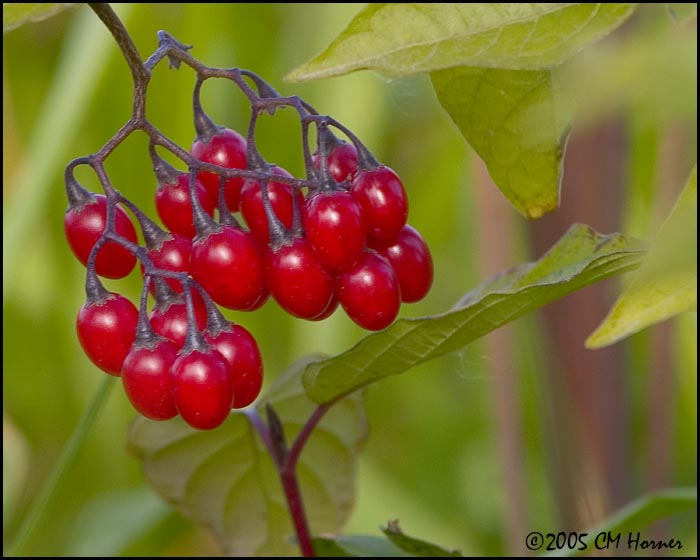 9829 Red Berries Solanum sp (Nightshade or Bittersweet).jpg