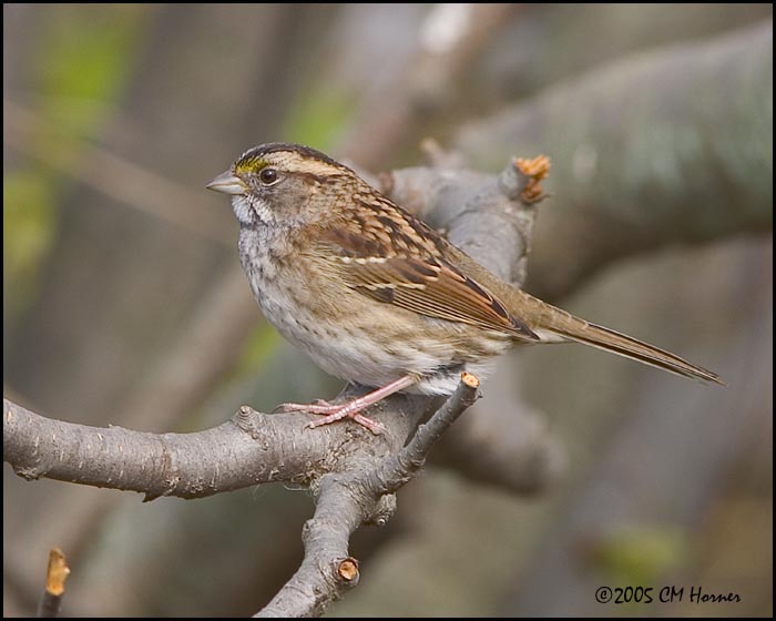 9914 White-throated Sparrow.jpg