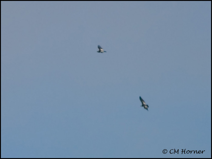 9225 Andean Condor