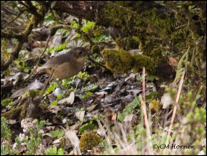9242 Tawny Antpitta