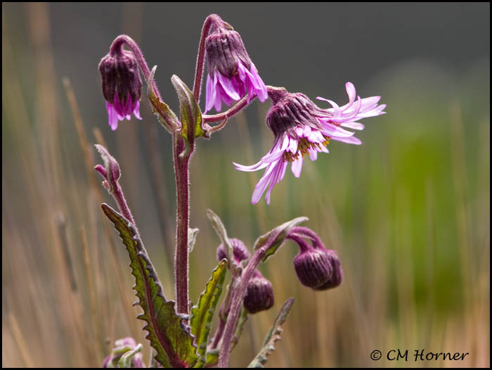 9325 Wildflower