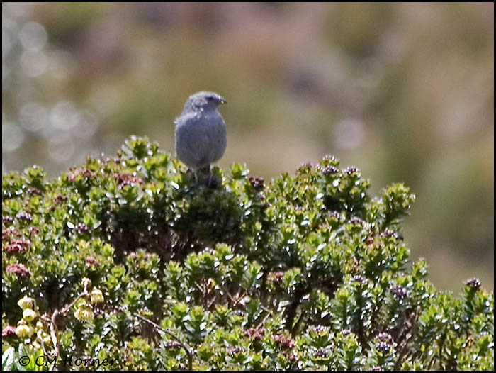 9363 Red-crested Cotinga