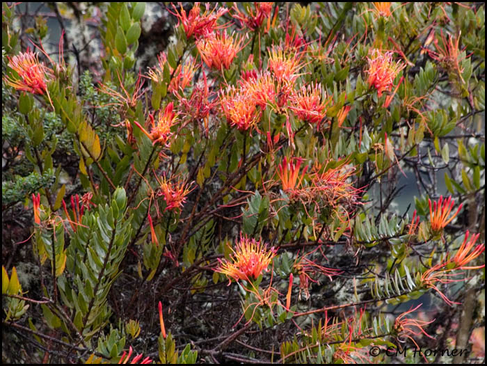 9369 Wildflowers