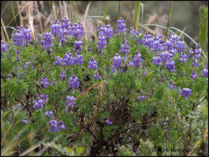 9371 Wildflower
