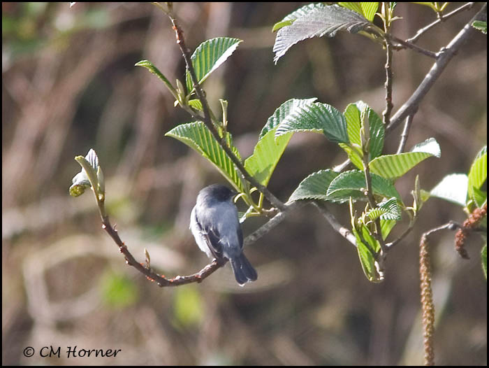 9442 Torrent Tyrannulet