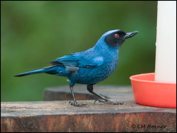 9448 Masked Flowerpiercer