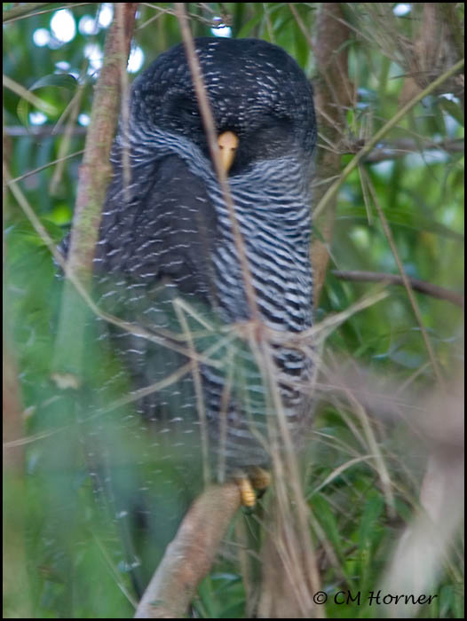 9532 San Isidro Mystery Owl