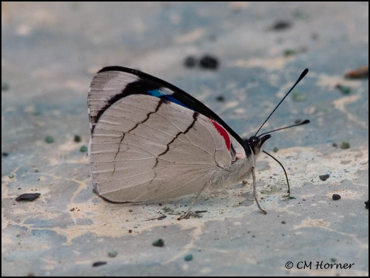 9589 Butterfly id