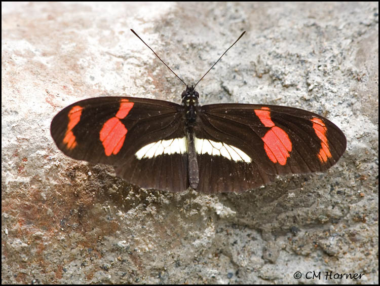 9605 Heliconia butterfly sp.