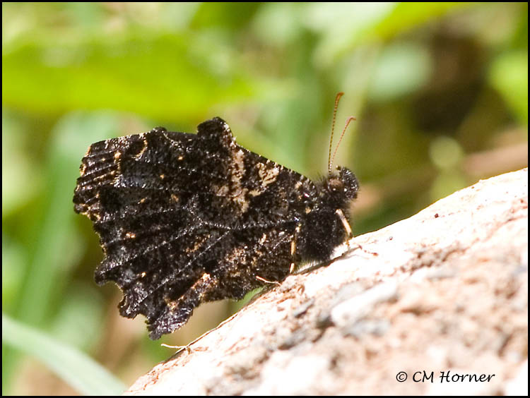 9613 Butterfly id