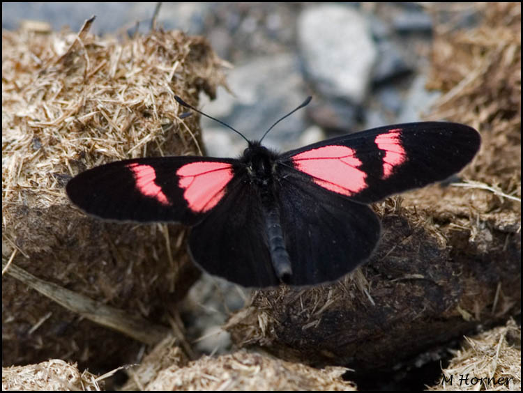 9624 Heliconia Butterfly sp.