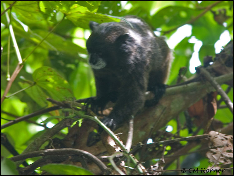 9750 Black-mantled Tamarin