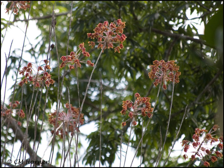 9759 Orchid in the Kapok Tree