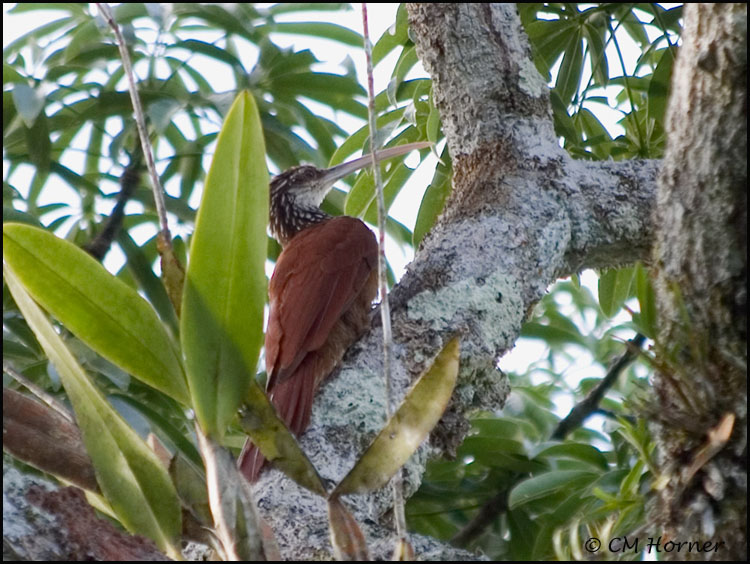 9777 Long-billed Woodcreeper