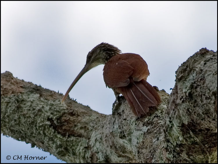 9779 Long-billed Woodcreeper