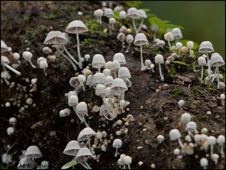 9910 Mushrooms on a log