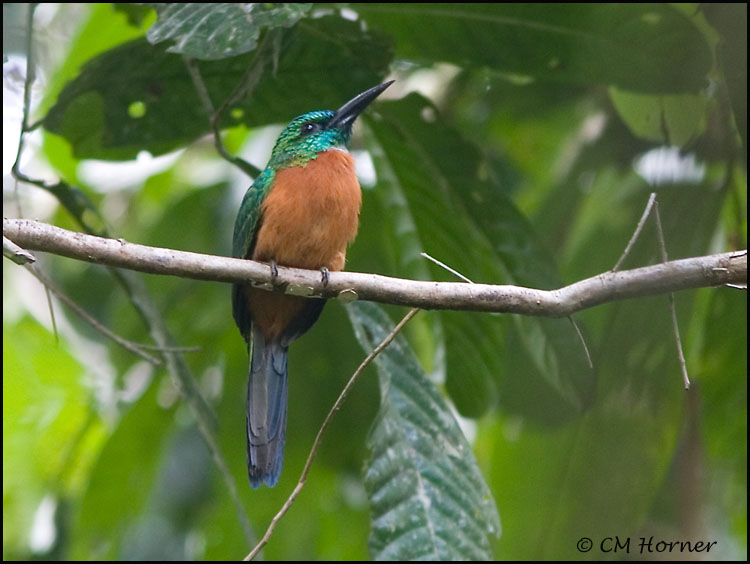 9924 Great Jacamar