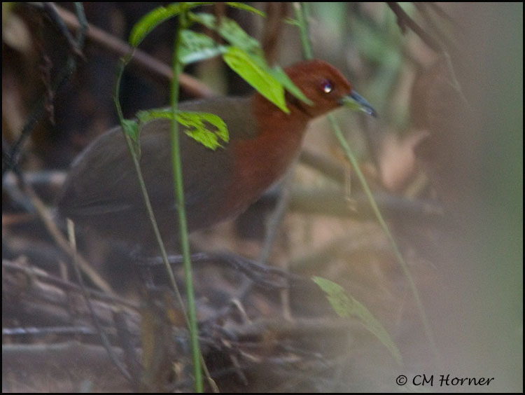 9938 Chestnut-headed Crake