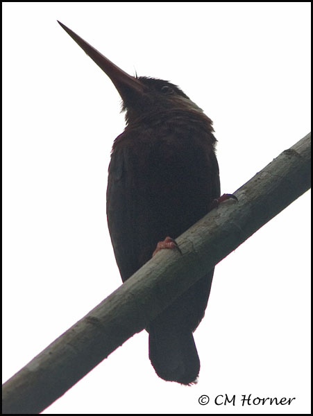 9957 White-eared Jacamar