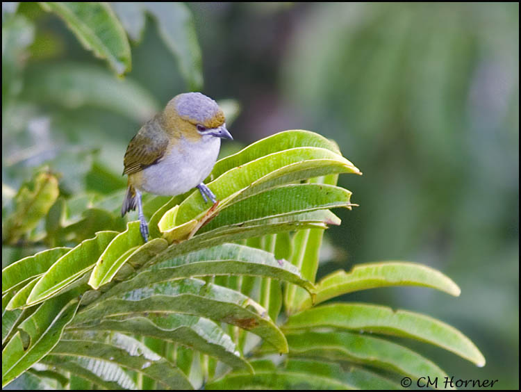 0073 White-lored Euphonia female