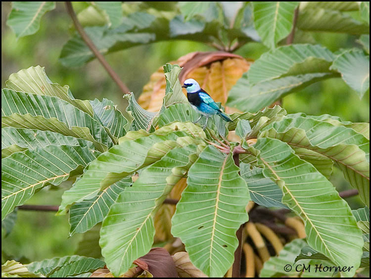 0197 Masked Tanager