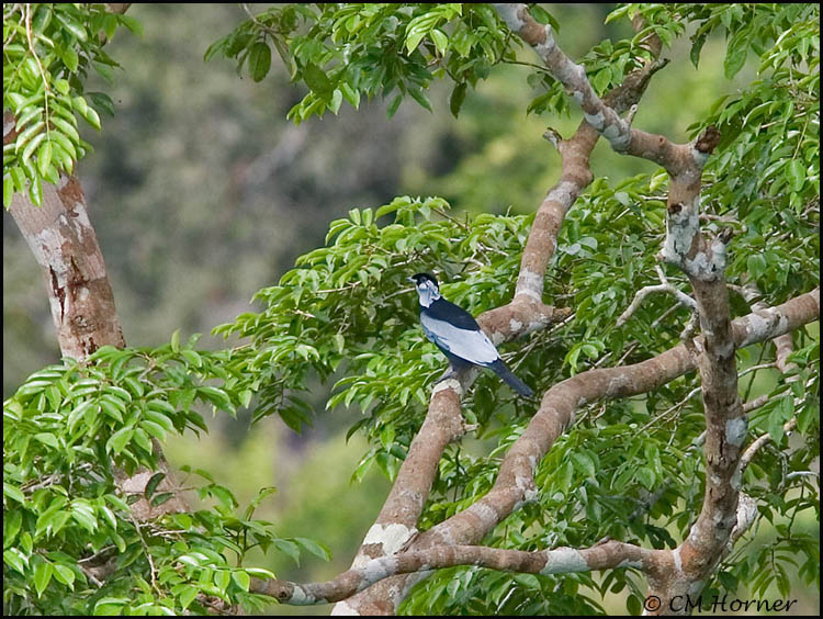 0204 Bare-necked Fruitcrow male
