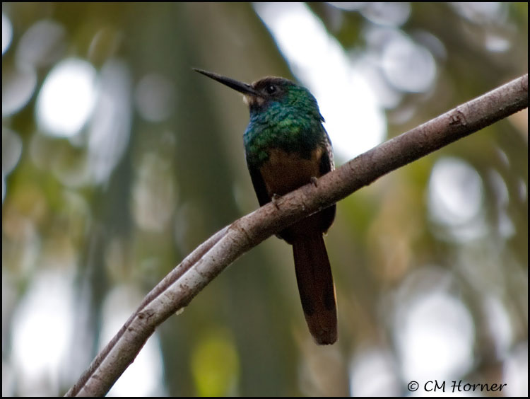 0326 White-chinned Jacamar