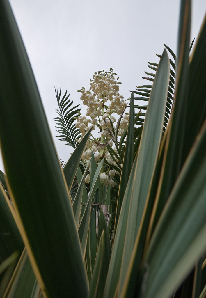 Flowering yucca </p>(P1000909)