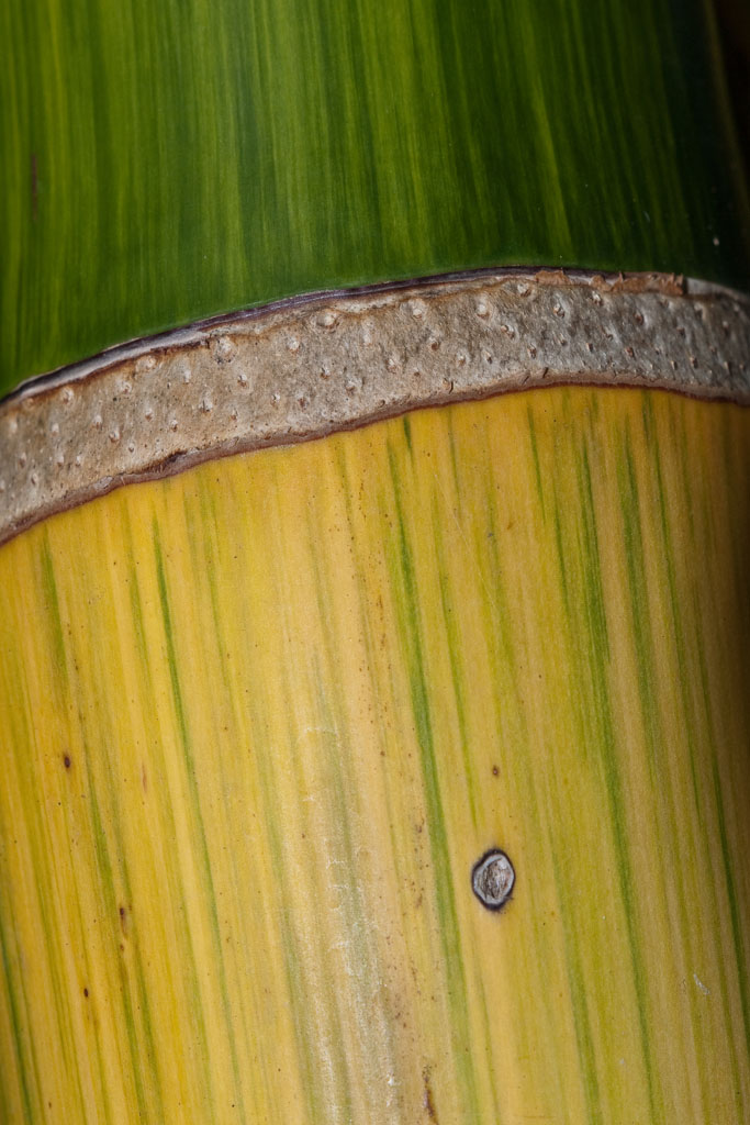 Ornamental bamboo </p>(P1000974)