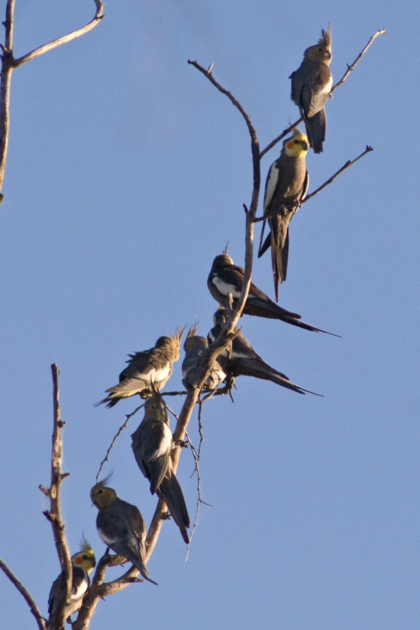 Flock of cockatiels in tree DSC2261