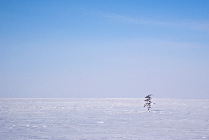 Tree in White Desert