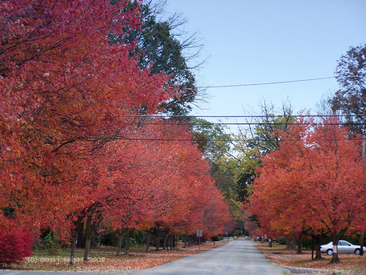 Lane in Louisville, Kentucky.