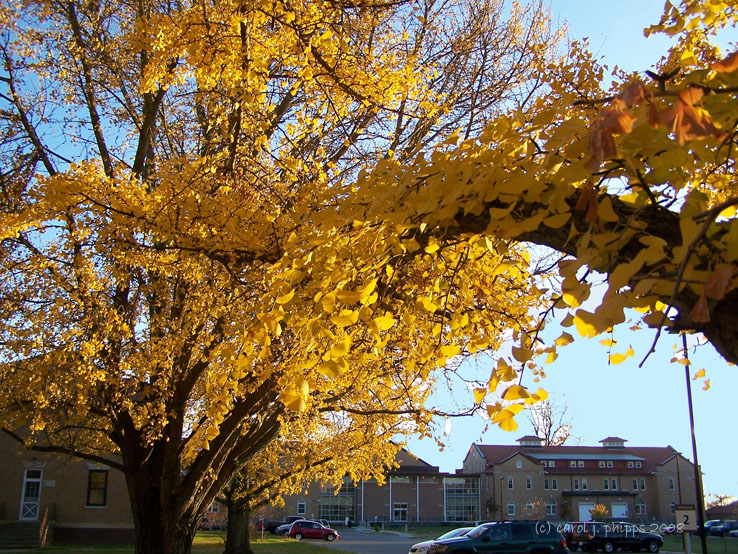 Madison Ginko.