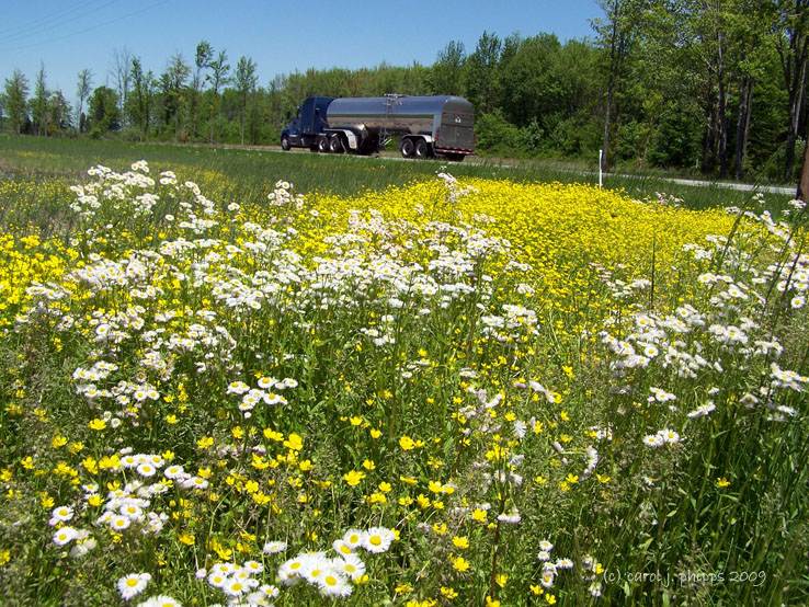 Roadside flowers!