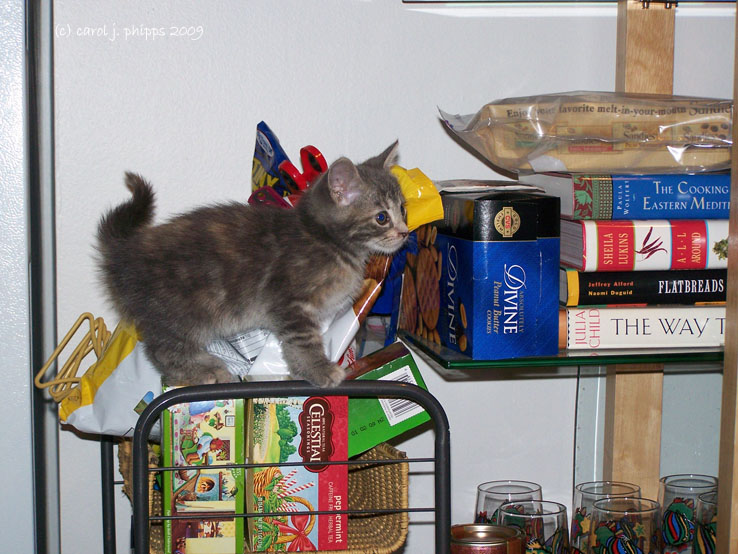 Princess of Metal Cart!